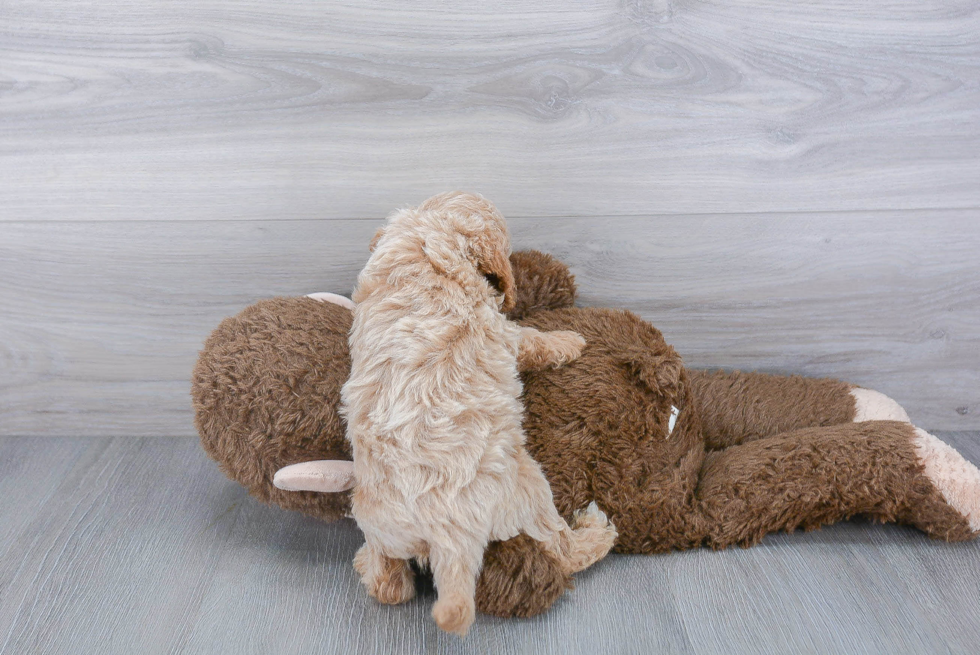 Cute Cockapoo Baby