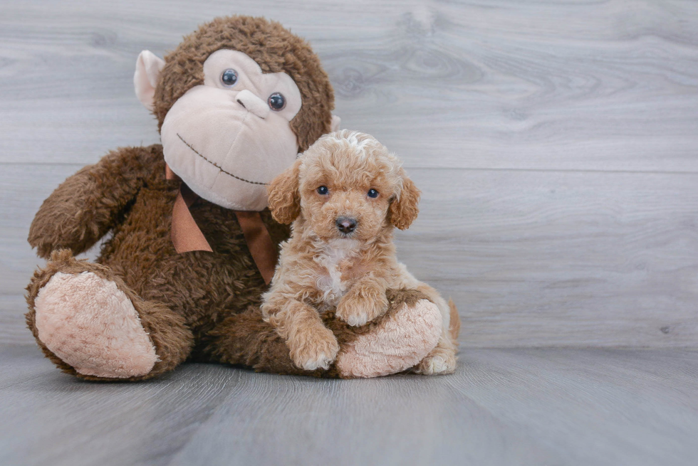 Adorable Cockerpoo Poodle Mix Puppy