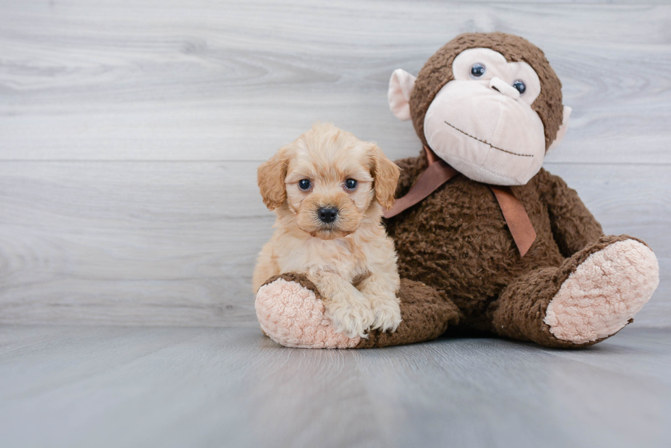 Cute Cockapoo Baby