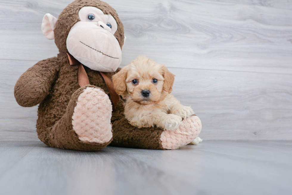 Energetic Cockerpoo Poodle Mix Puppy