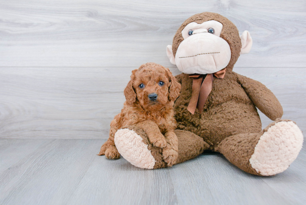 Cockapoo Pup Being Cute