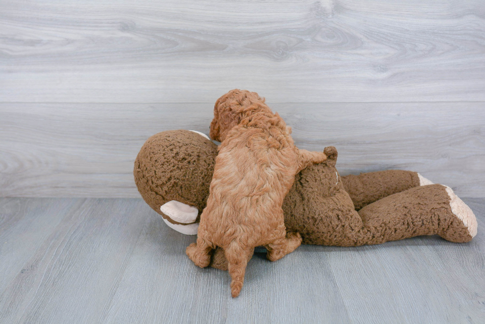 Hypoallergenic Cockerpoo Poodle Mix Puppy