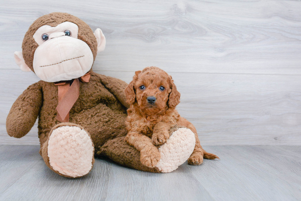 Playful Cockerpoo Poodle Mix Puppy