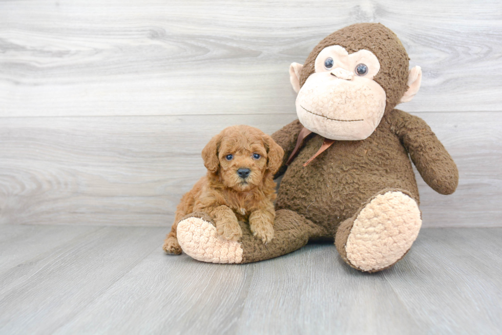 Energetic Cockerpoo Poodle Mix Puppy