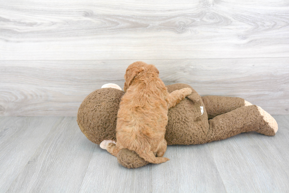 Adorable Cockerpoo Poodle Mix Puppy