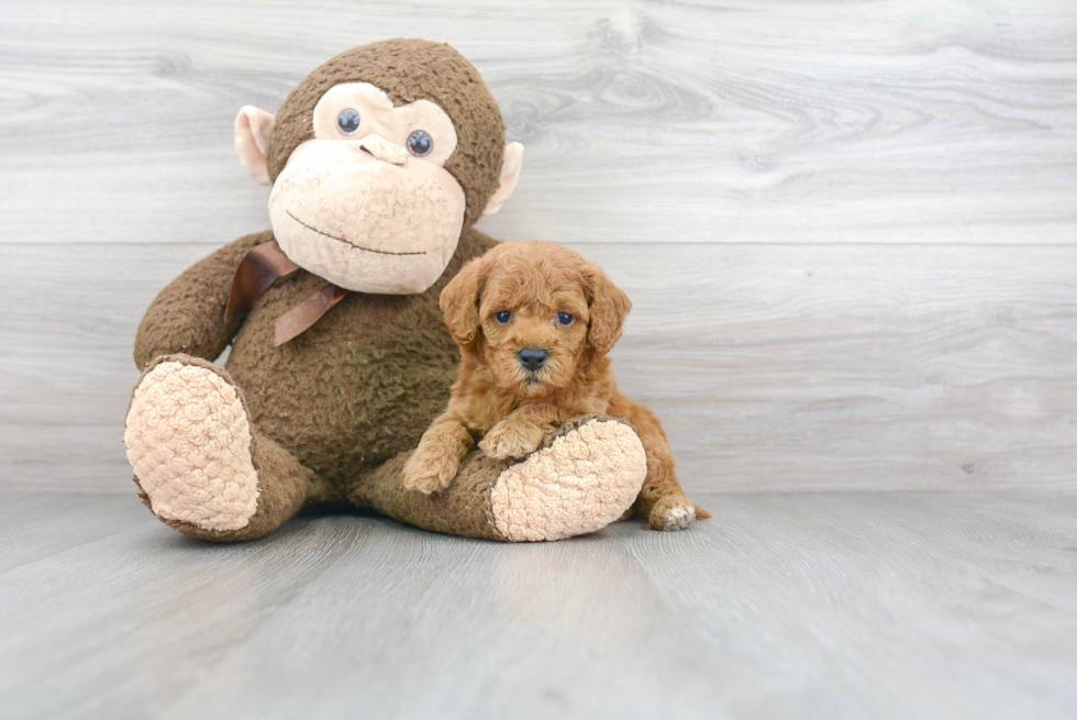 Best Cockapoo Baby