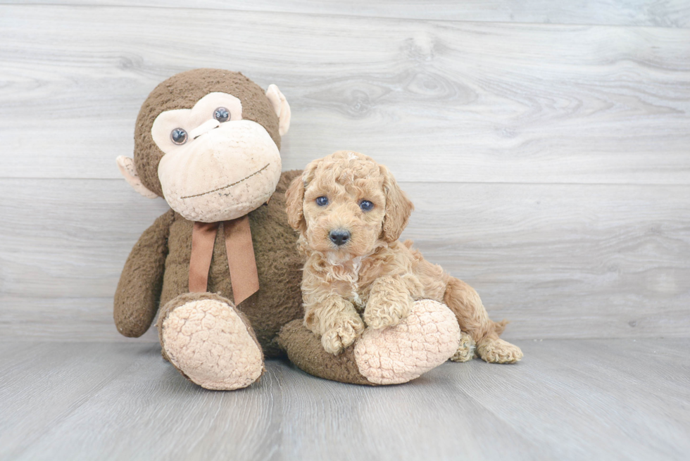 Smart Cockapoo Poodle Mix Pup