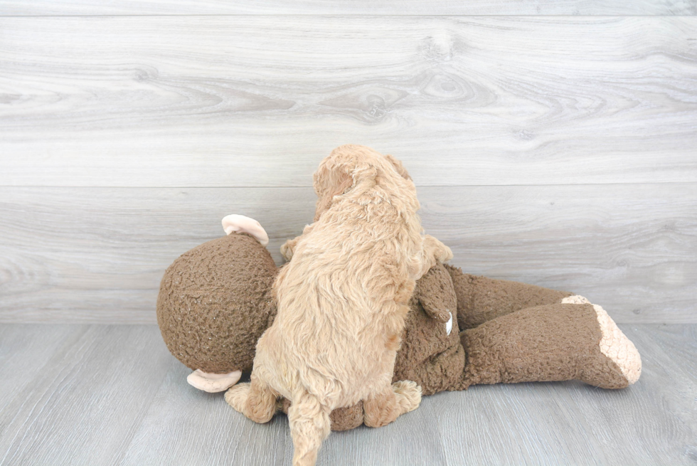 Fluffy Cockapoo Poodle Mix Pup