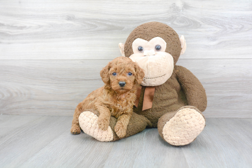 Best Cockapoo Baby