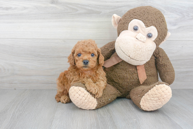 Petite Cockapoo Poodle Mix Pup