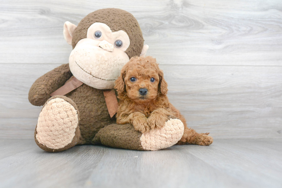 Little Cockerpoo Poodle Mix Puppy