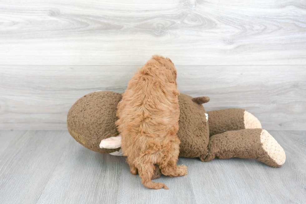 Adorable Cockerpoo Poodle Mix Puppy