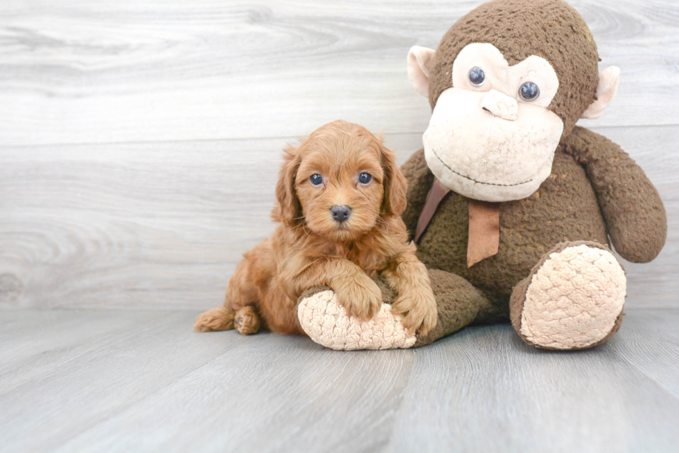 Cockapoo Puppy for Adoption