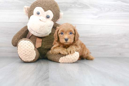 Little Cockerpoo Poodle Mix Puppy