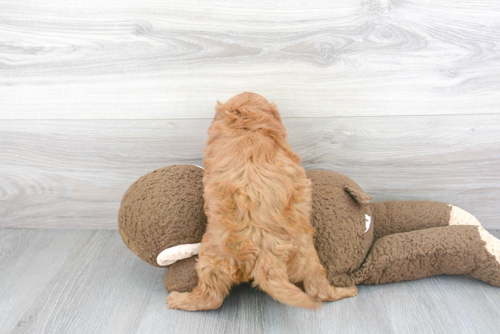 Petite Cockapoo Poodle Mix Pup