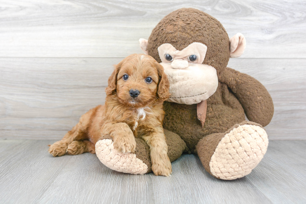 Adorable Cockerpoo Poodle Mix Puppy