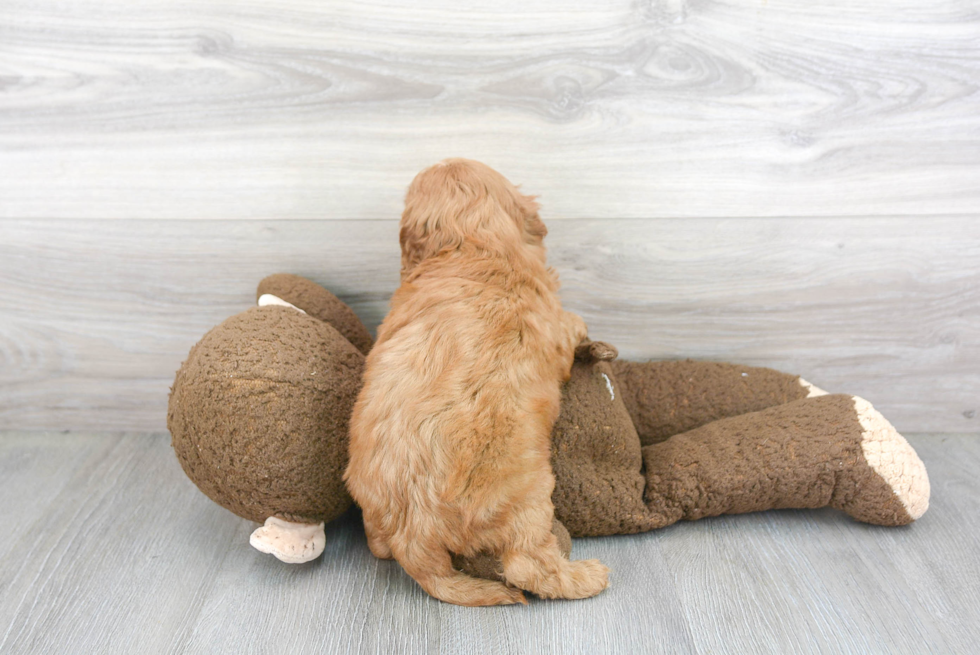 Cute Cockapoo Baby