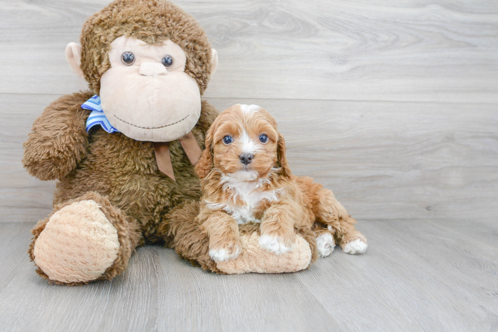 Happy Cockapoo Baby