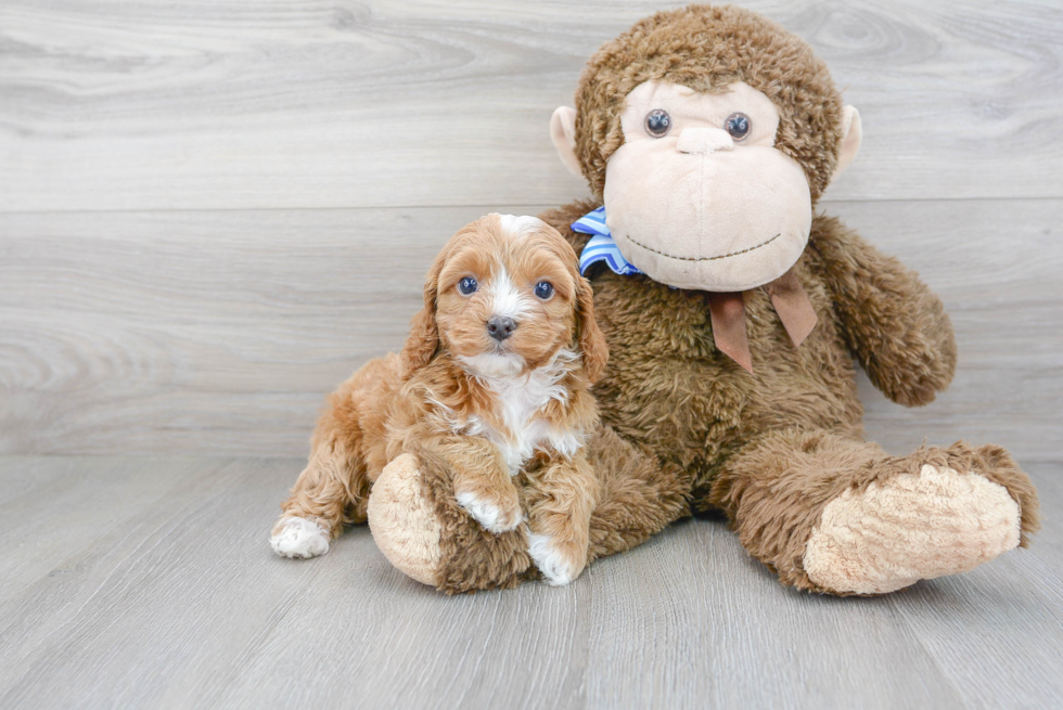 Fluffy Cockapoo Poodle Mix Pup