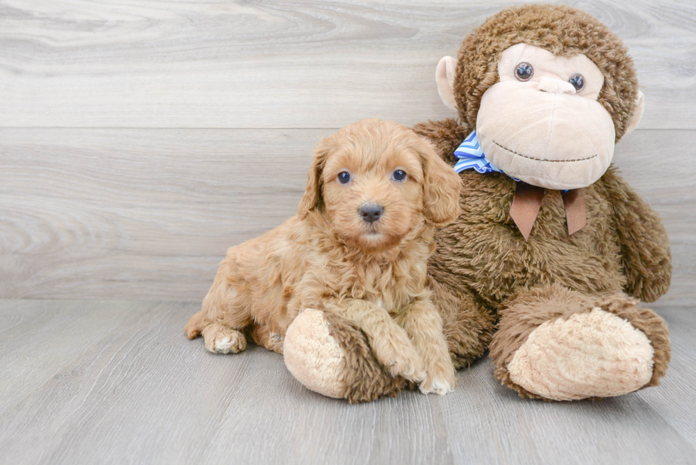 Best Cockapoo Baby