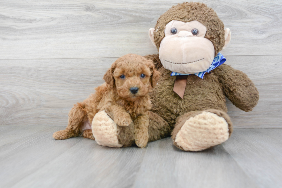 Little Cockerpoo Poodle Mix Puppy