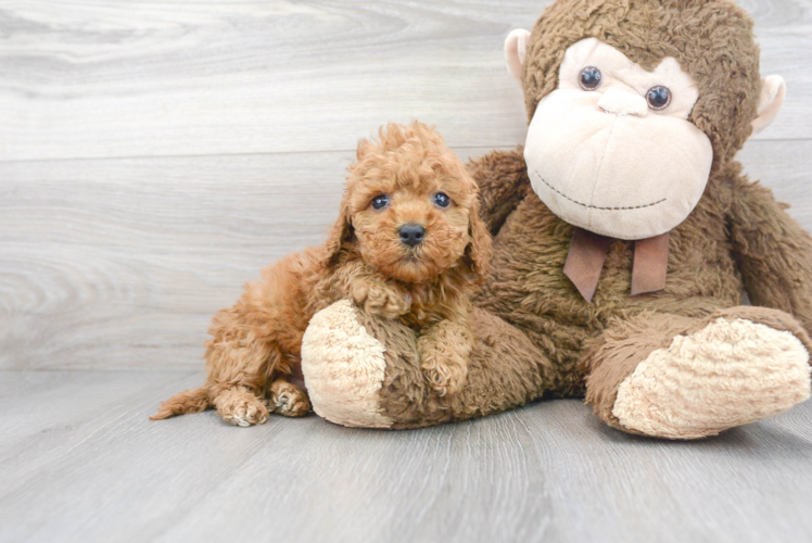 Cockapoo Puppy for Adoption