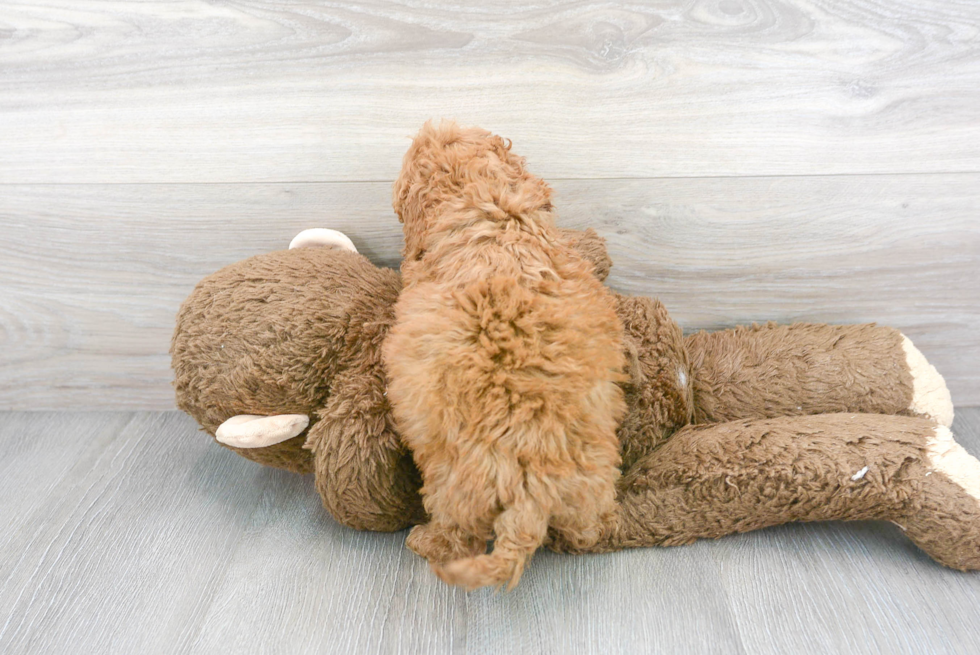 Cute Cockapoo Baby