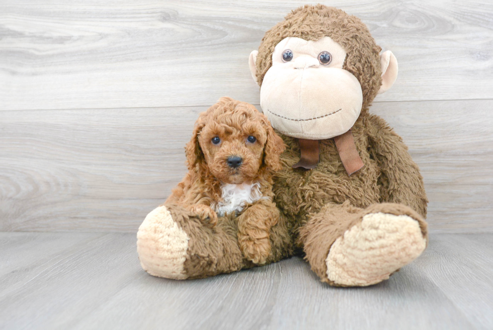 Small Cockapoo Baby