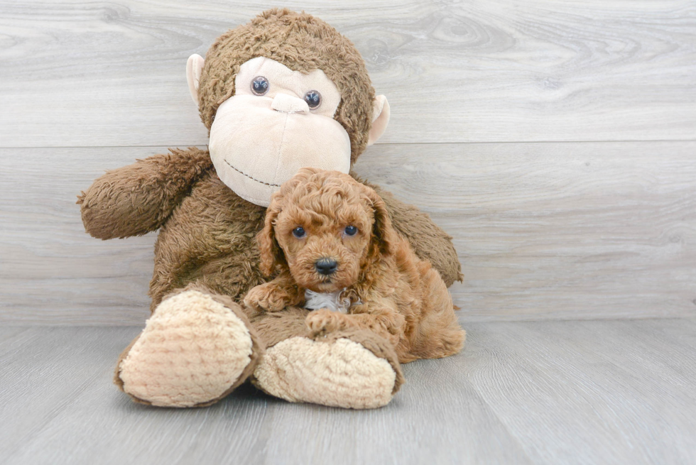 Cockapoo Pup Being Cute