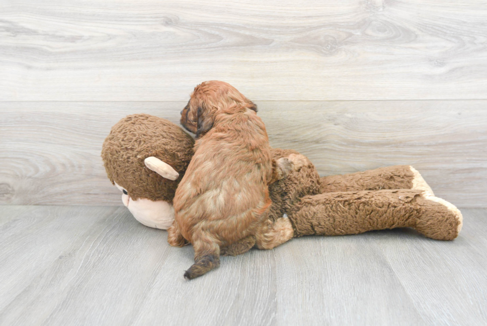 Funny Cockapoo Poodle Mix Pup