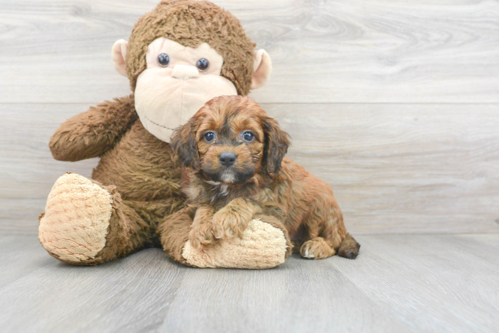 Fluffy Cockapoo Poodle Mix Pup