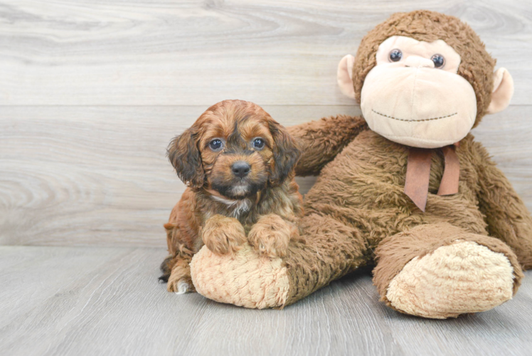 Fluffy Cockapoo Poodle Mix Pup