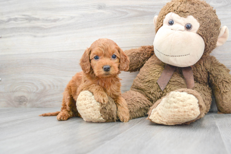 Hypoallergenic Cockerpoo Poodle Mix Puppy