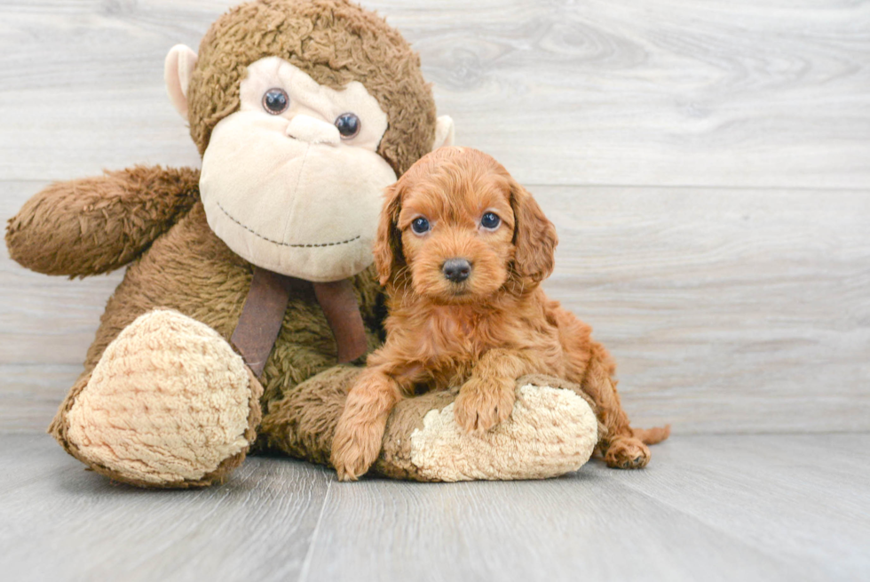 Cockapoo Puppy for Adoption