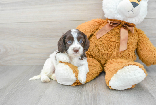 Cockapoo Puppy for Adoption