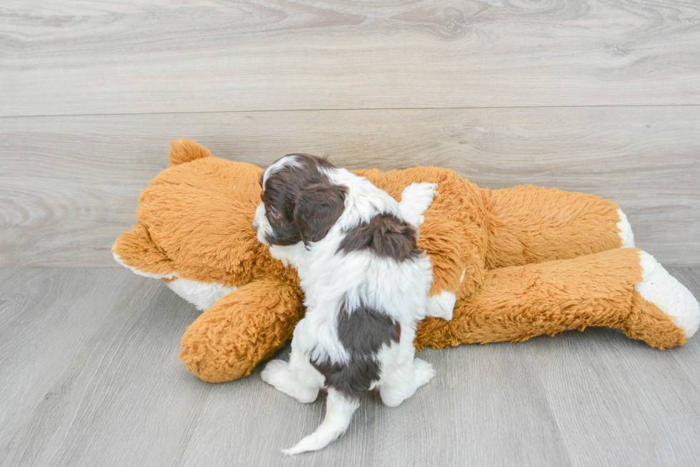 Cute Cockapoo Baby