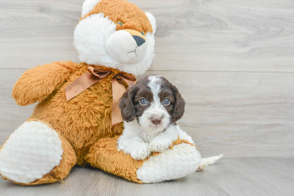 Adorable Cockerpoo Poodle Mix Puppy