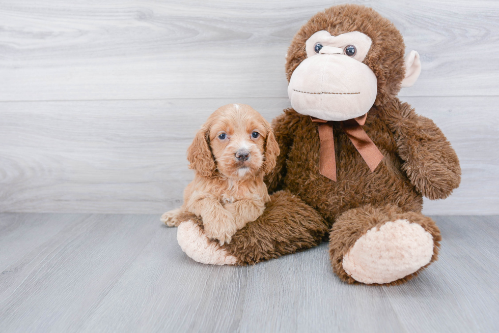 Cockapoo Pup Being Cute