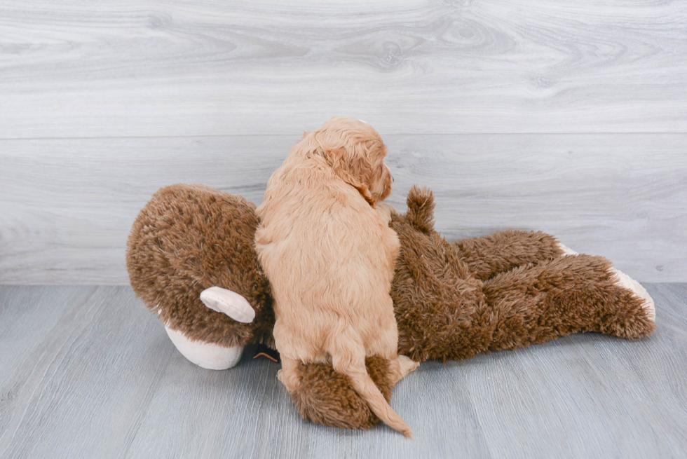 Playful Cockerpoo Poodle Mix Puppy