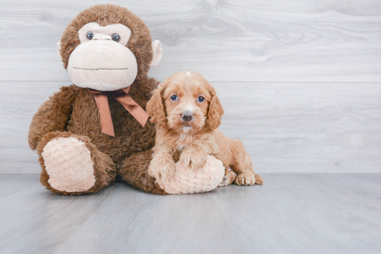 Fluffy Cockapoo Poodle Mix Pup