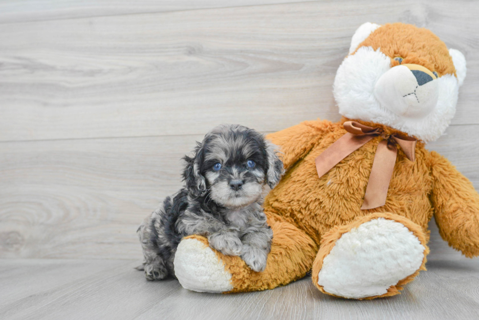 Friendly Cockapoo Baby