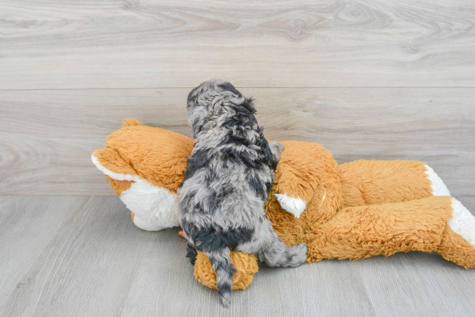 Cockapoo Pup Being Cute