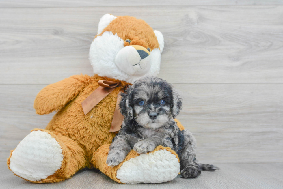 Cockapoo Pup Being Cute