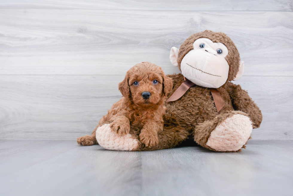 Best Cockapoo Baby