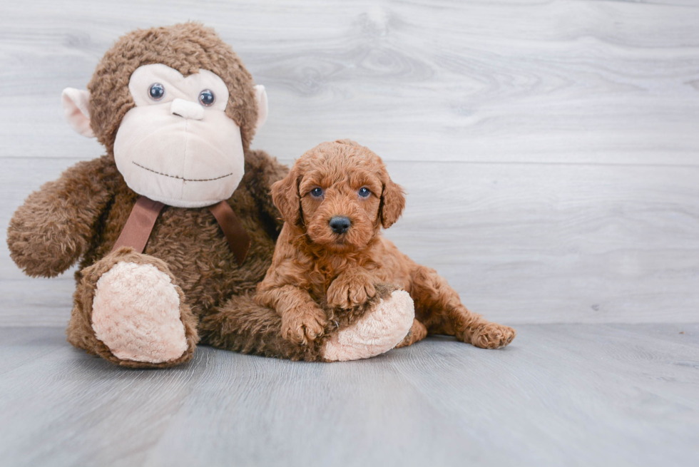 Cockapoo Pup Being Cute