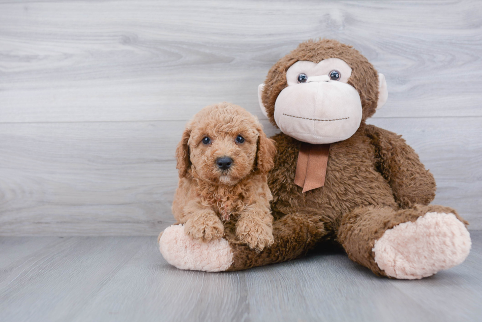 Popular Cockapoo Poodle Mix Pup