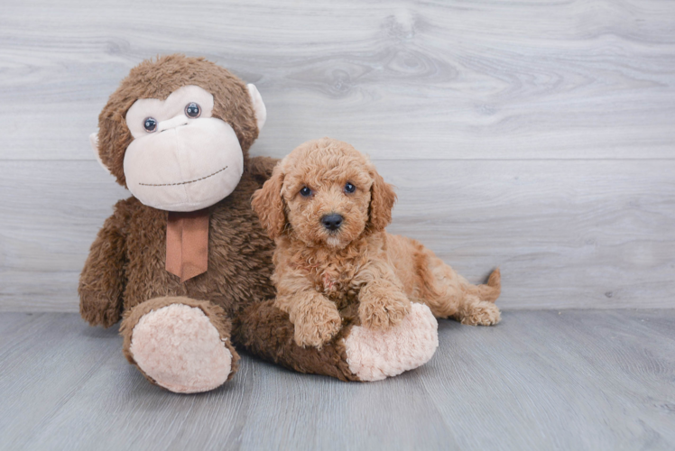 Sweet Cockapoo Baby