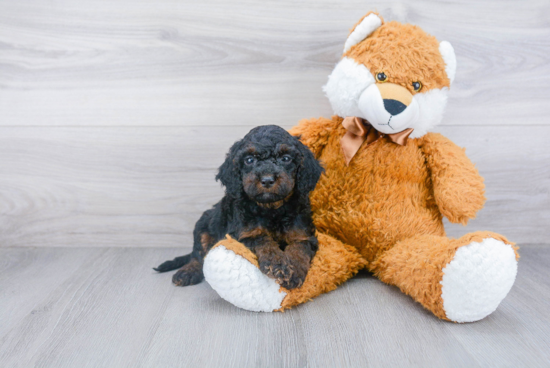 Happy Cockapoo Baby