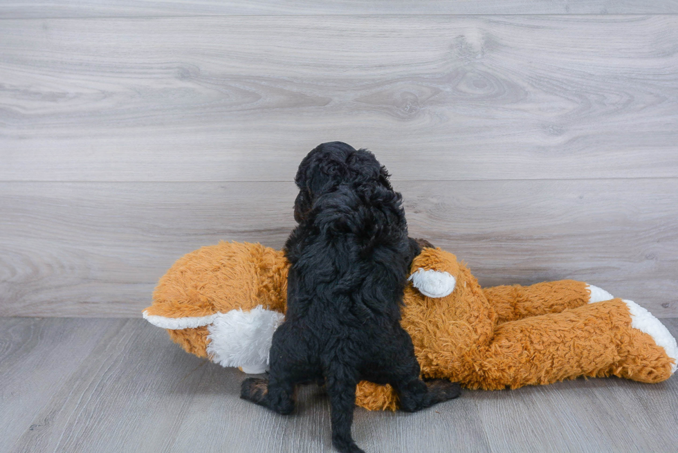 Cockapoo Puppy for Adoption