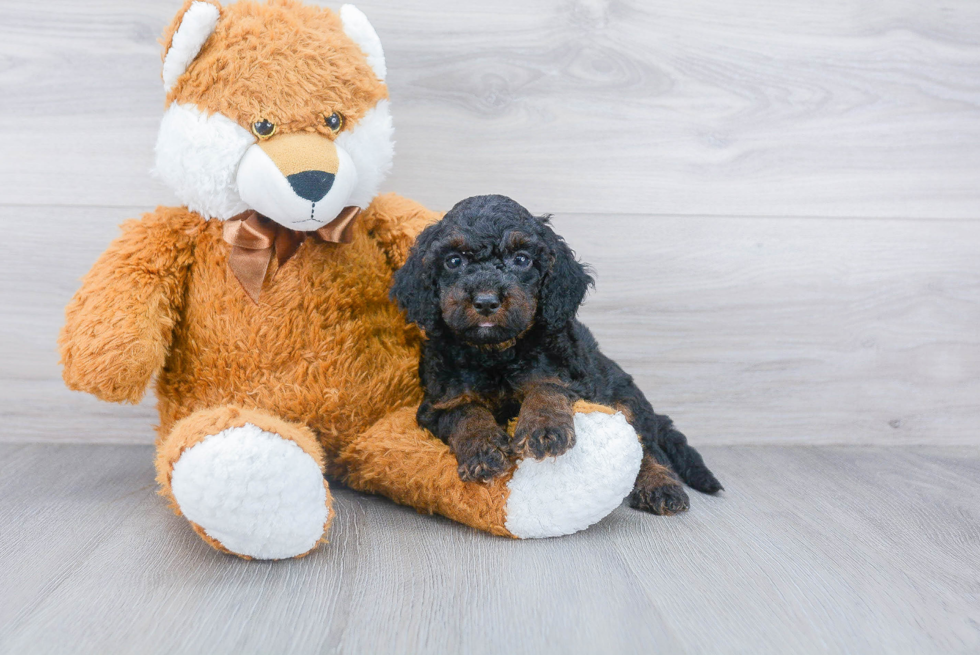 Cockapoo Puppy for Adoption